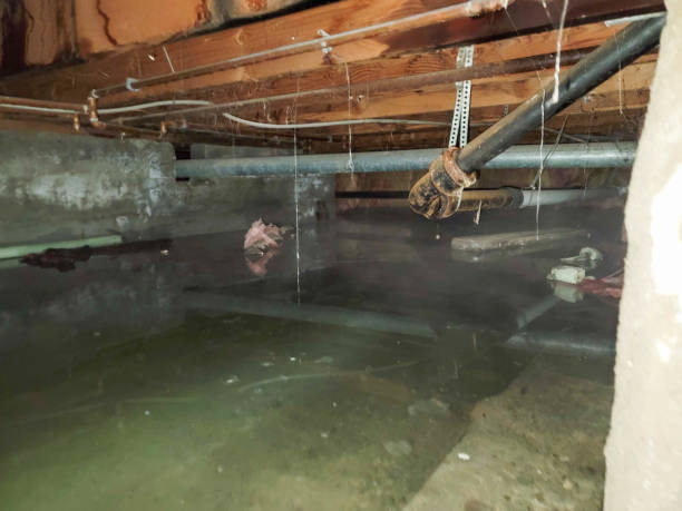 Best Mold removal after water damage  in New Cumberland, WV